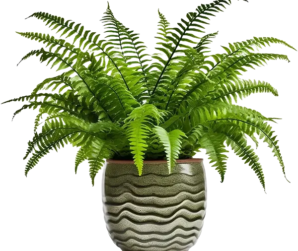 Fern 2